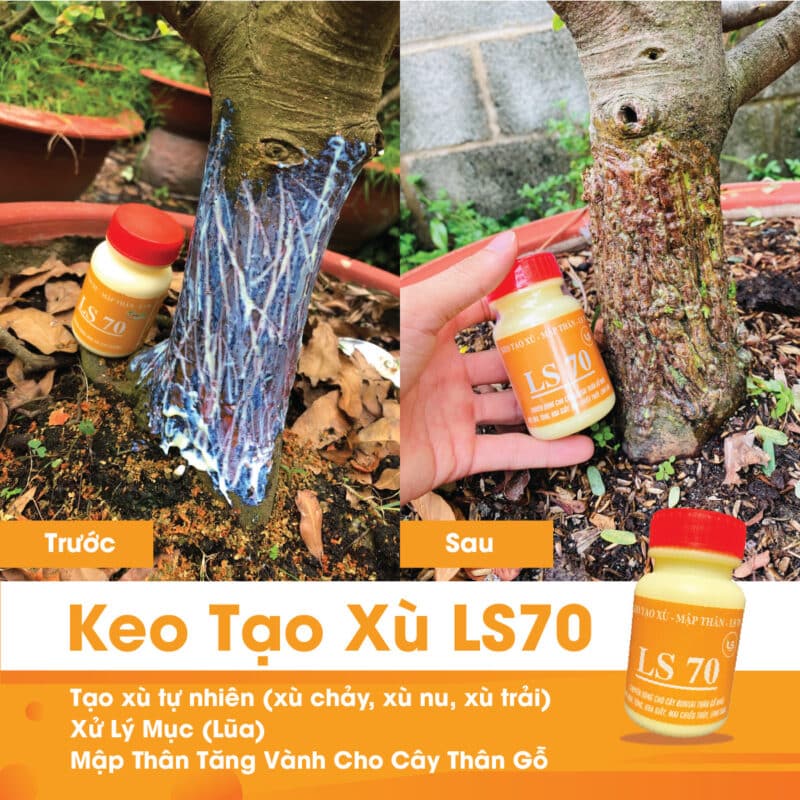 trước và sau khi tạo xù tự nhiên xù chảy xù nu trên mai vàng ls 70