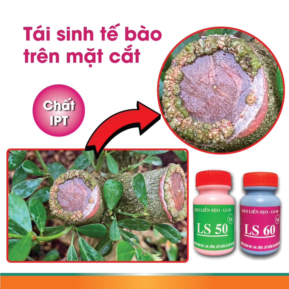 keo liền da ls 50 giúp tái sinh tế bào
