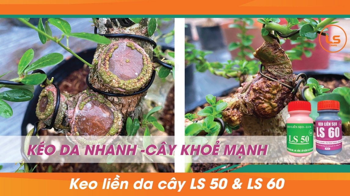 Keo-lien-da-cay-LS-50-va-LS-60---keo-da-cay-nhanh-cay-khoe-manh