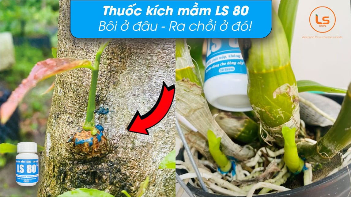 thuoc-kich-mam-ls-80---boi-o-dau-ra-choi-o-do
