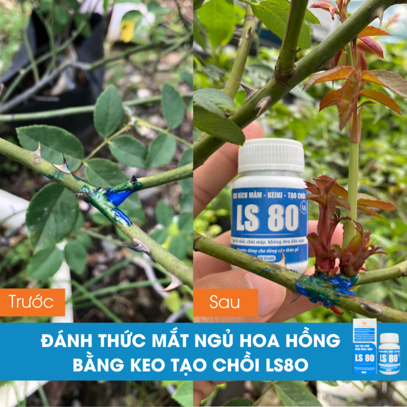 kết quả kích mầm hoa hồng bằng keo tạo chồi ls80
