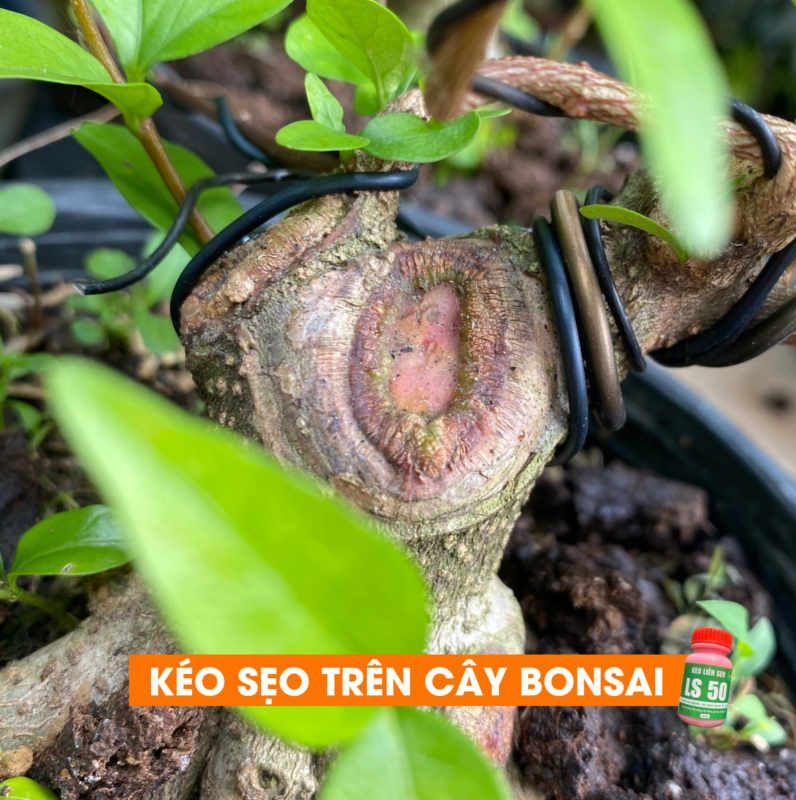 kéo sẹo trên cây bonsai