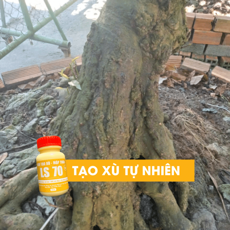 tạo xù tự nhiên bằng ls70