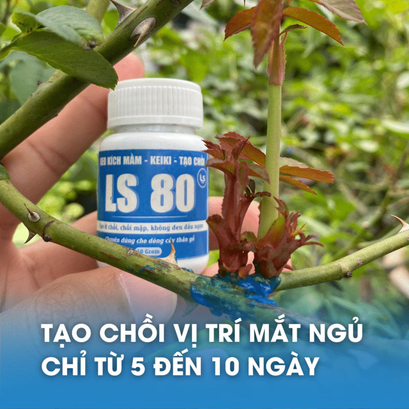 kích mầm hoa hồng chỉ từ 5 - 10 ngày