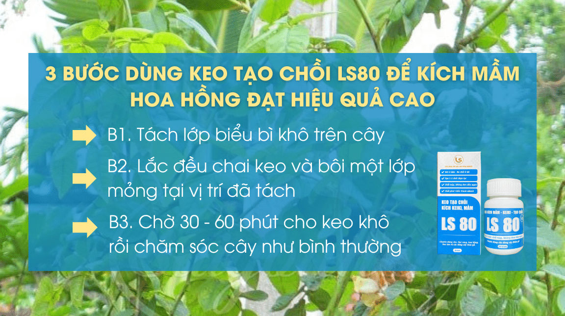 cách kích mầm hoa hồng đạt hiệu quả cao