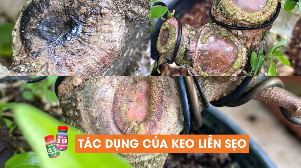 tác dụng của keo liền sẹo cho cây