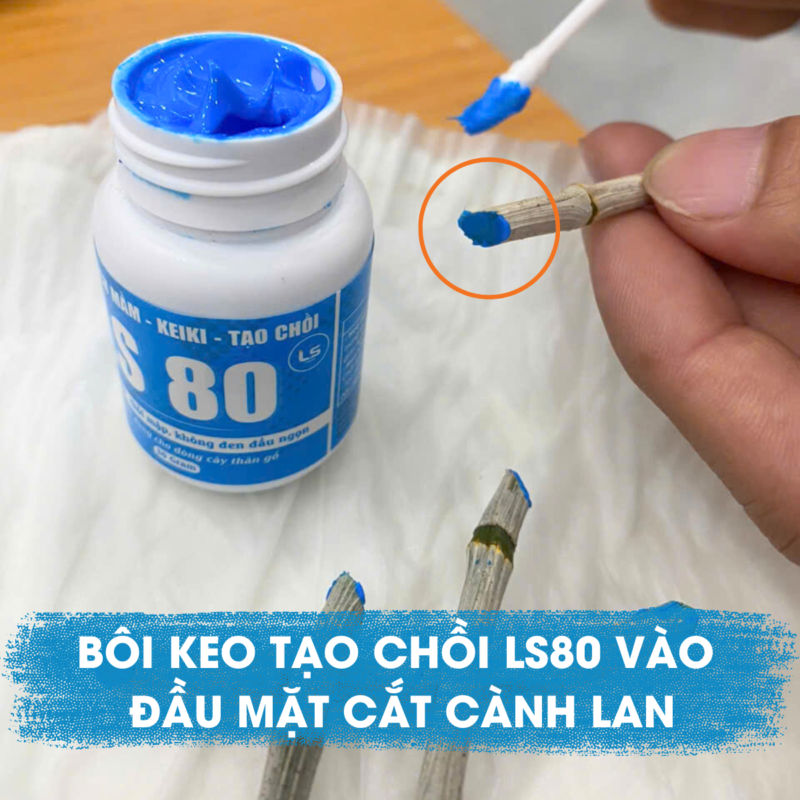 bôi keo tạo chồi ls80 vào đầu mặt cắt cành lan