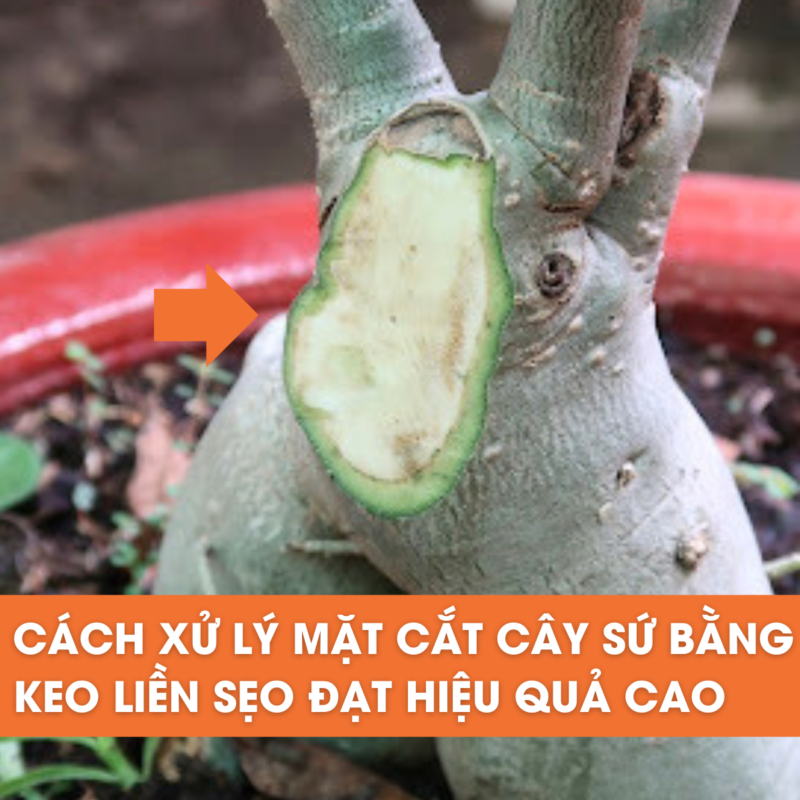 cách xử lý vết cắt cây sứ bằng keo liền sẹo đat hiệu quả cao