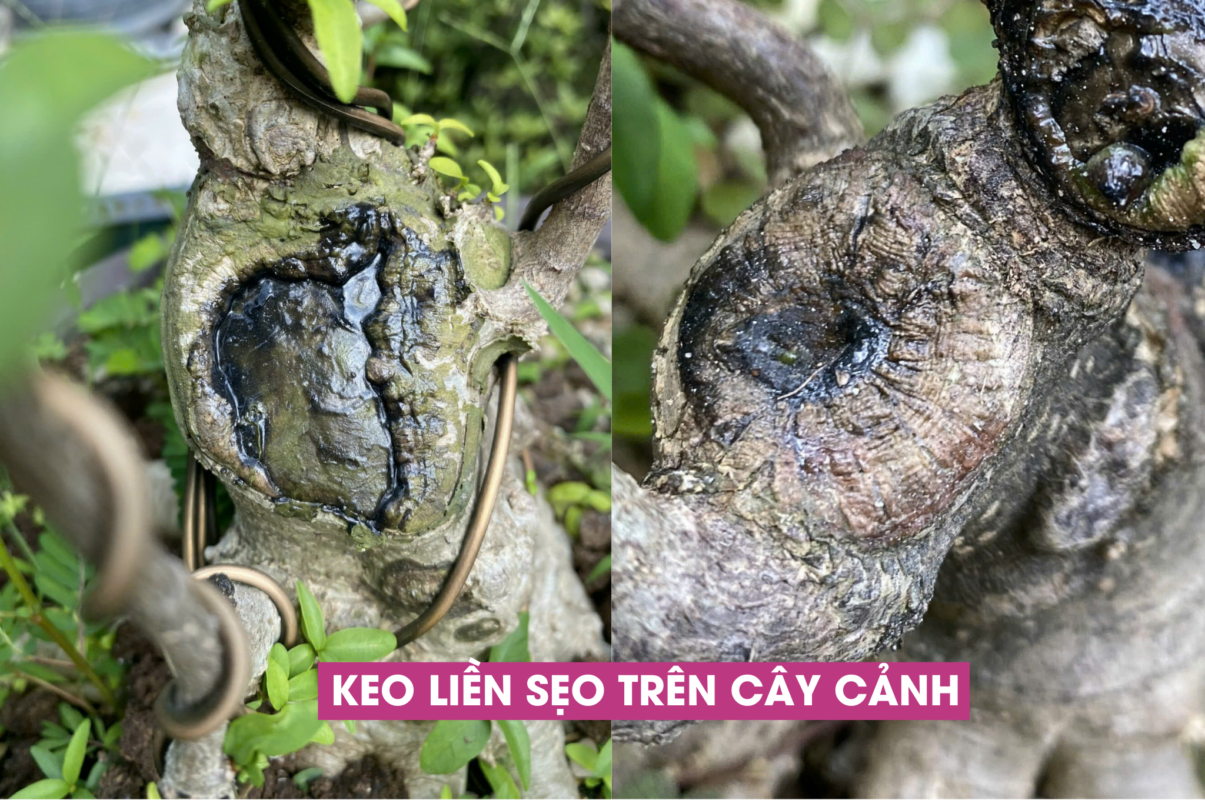 hiệu quả keo liền sẹo trên cây