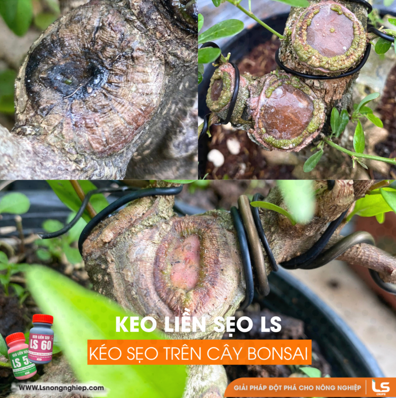 keo liền sẹo ls kéo sẹo hiệu quả trên mặt cắt cây bonsai