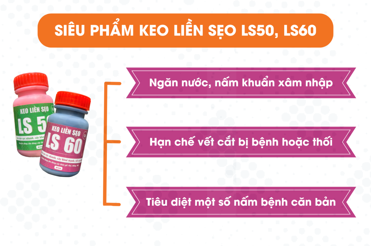 keo liền sẹo ls50, ls60 là sản phẩm liền sẹo tốt nhất cho lan hiện nay