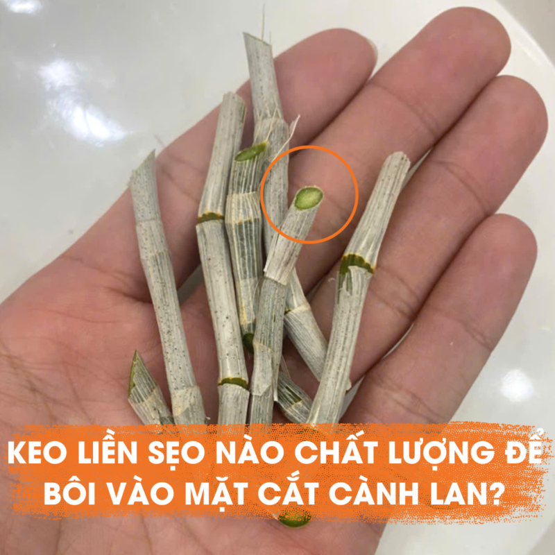 keo liền sẹo nào có chất lượng tốt nhất cho lan
