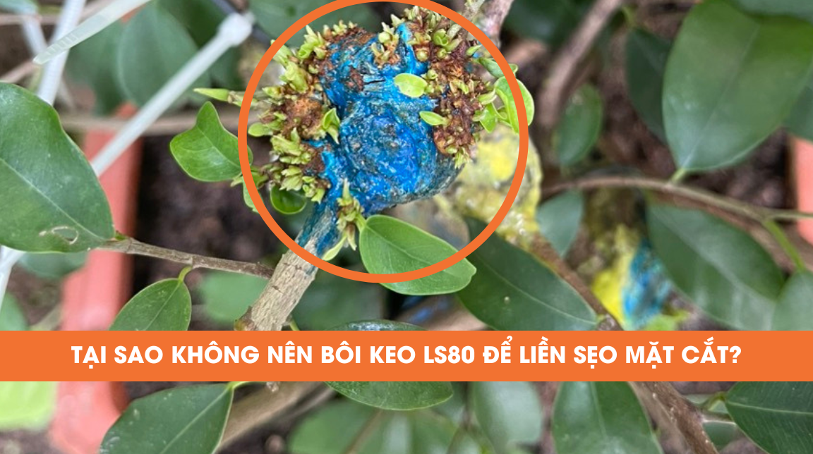 tại sao không nên bôi keo tạo chồi ls80 vào đầu mặt cắt để liền sẹo cho cây trồng