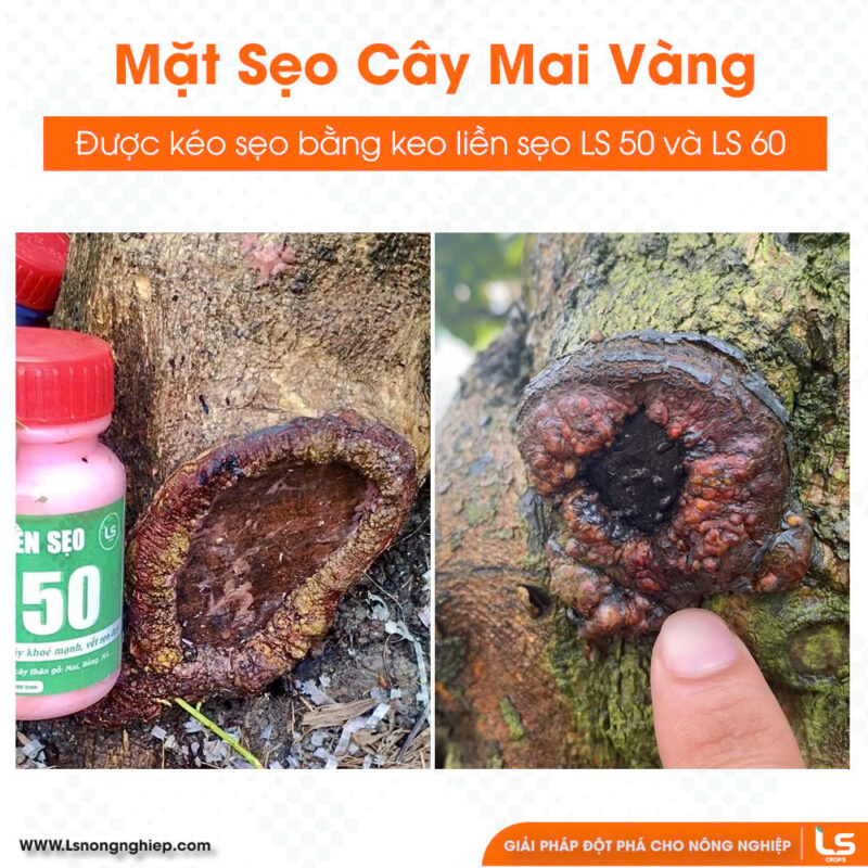 mặt sẹo cây mai vàng được kéo bịt hết