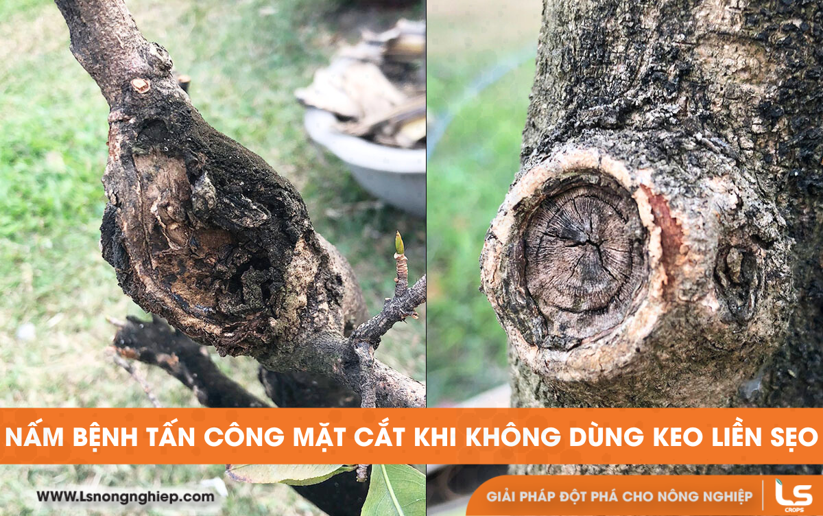 nấm bệnh tấn công mặt cắt khi không dùng keo liền sẹo
