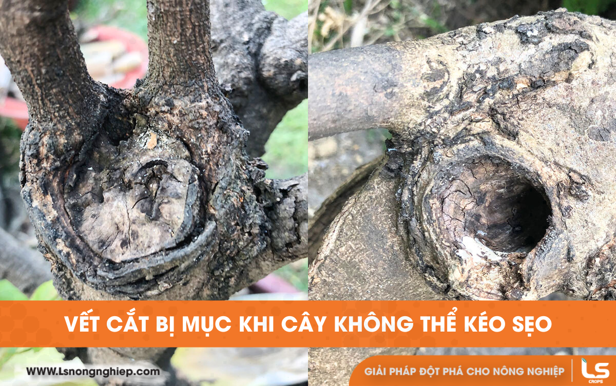 vết cắt bị mục khi cây không thể kéo sẹo