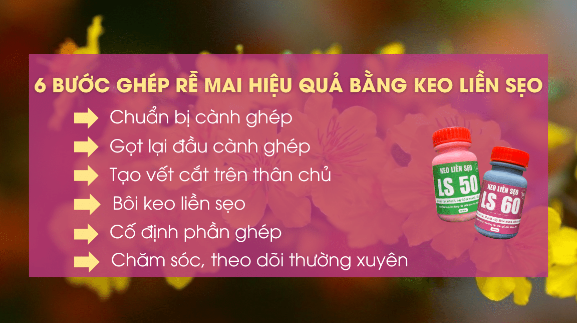 6 bước ghép mai vàng hiệu quả bằng keo liền sẹo ls