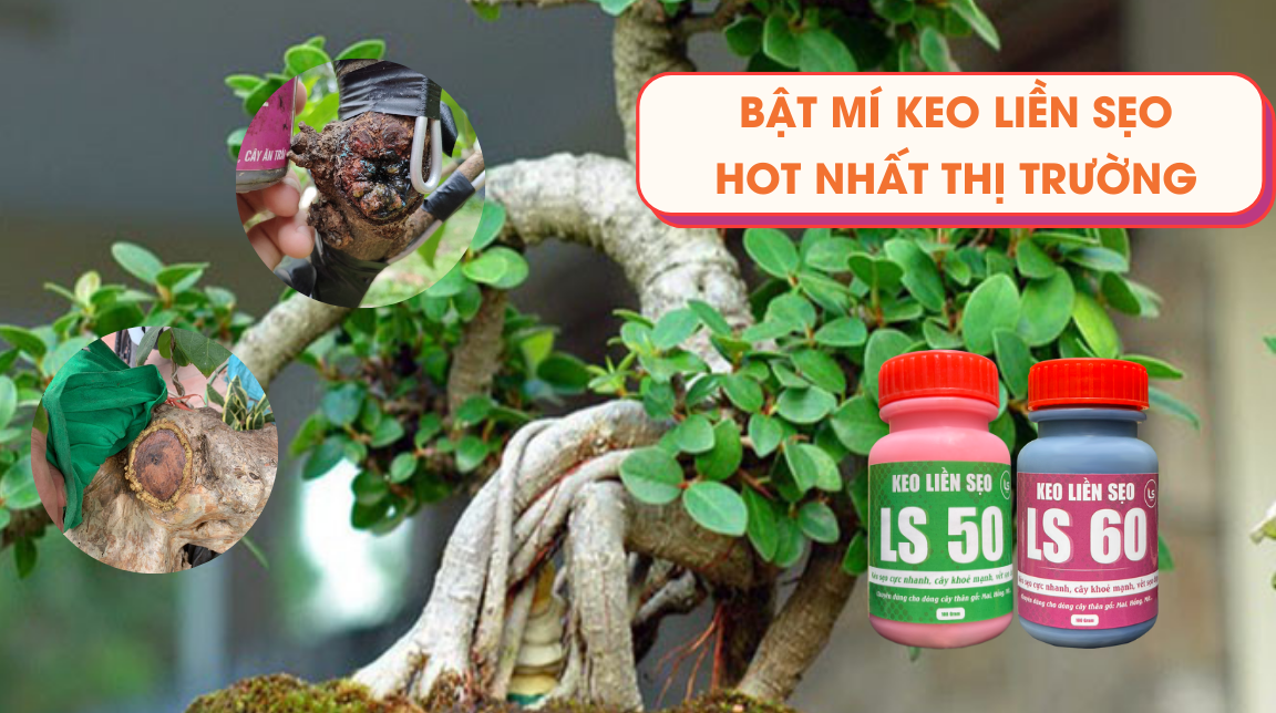 bật mí loại keo liền sẹo tốt trên thị trường