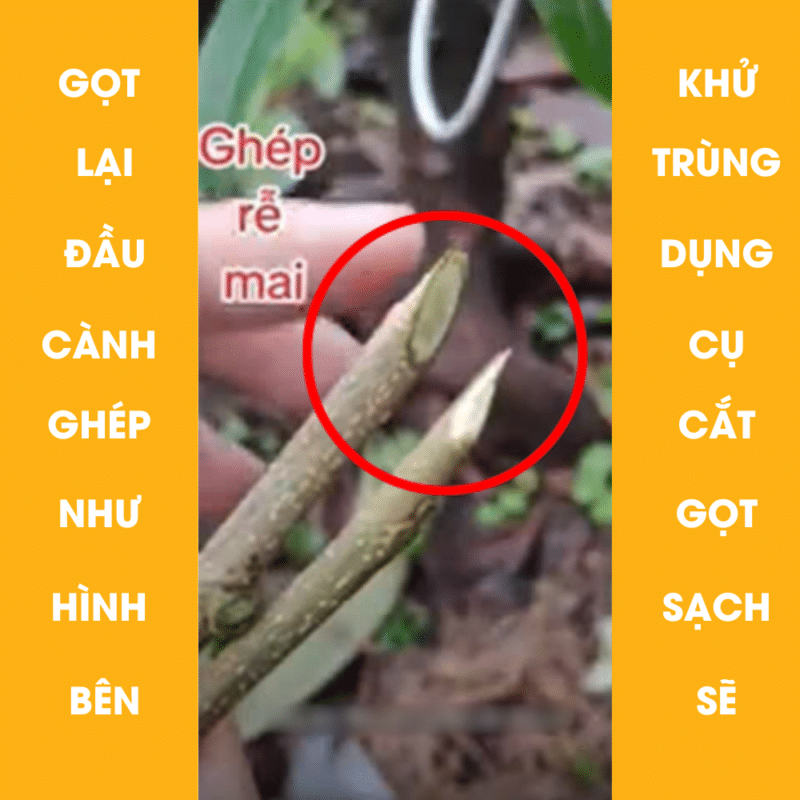 gọt lại đầu cành ghép khi thực hiện ghép rễ mai vàng