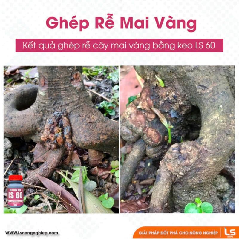 ghép rễ mai vàng hiệu quả bằng keo liền sẹo ls60