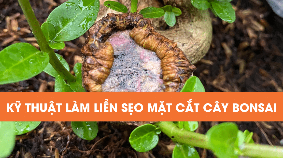 kỹ thuật làm liền sẹo mặt cắt, xử lý vết cắt bị mục trên cây bonsai