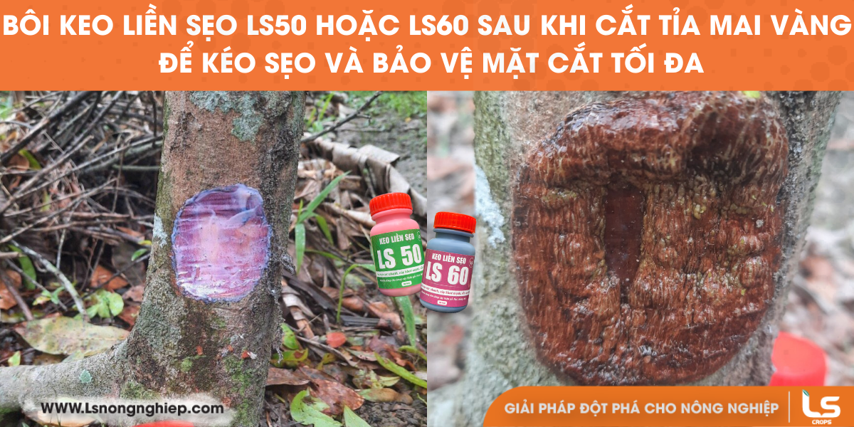bôi keo liền sẹo ls50, ls60 sau khi cắt tỉa mai vàng để bảo vệ mặt cắt tối đa