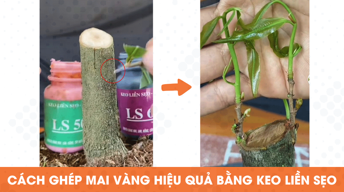 cách ghép mai vàng thành công