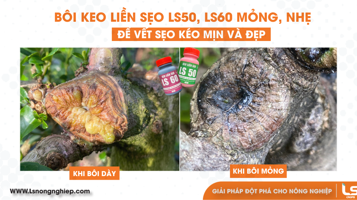 cách dùng đúng keo ls