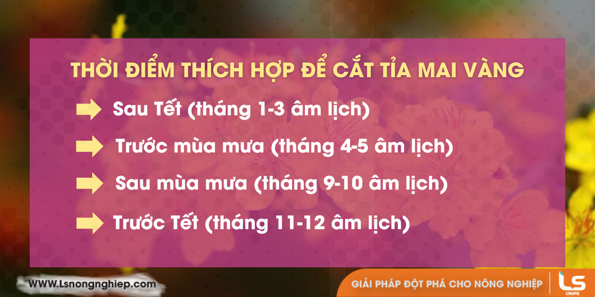 4 thời điểm thích hợp để cắt tỉa mai vàng cần lưu ý