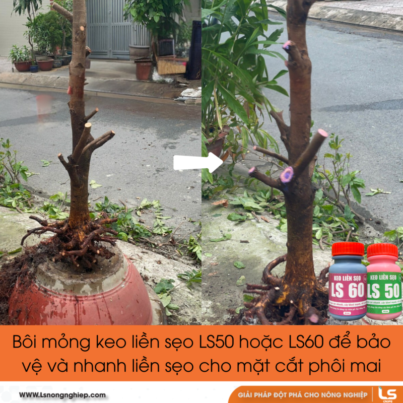 sau khi cắt tỉa phôi mai, bôi mỏng keo liền sẹo lên mặt cắt