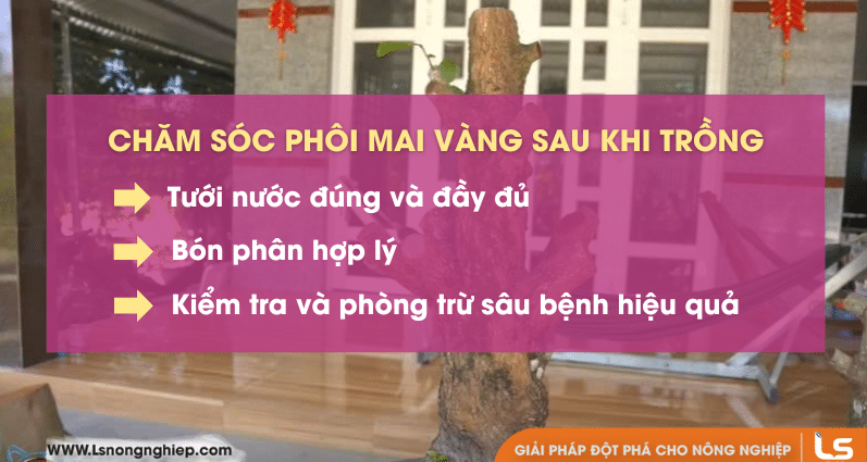 chăm sóc phôi mai sau khi trồng cũng rất quan trọng