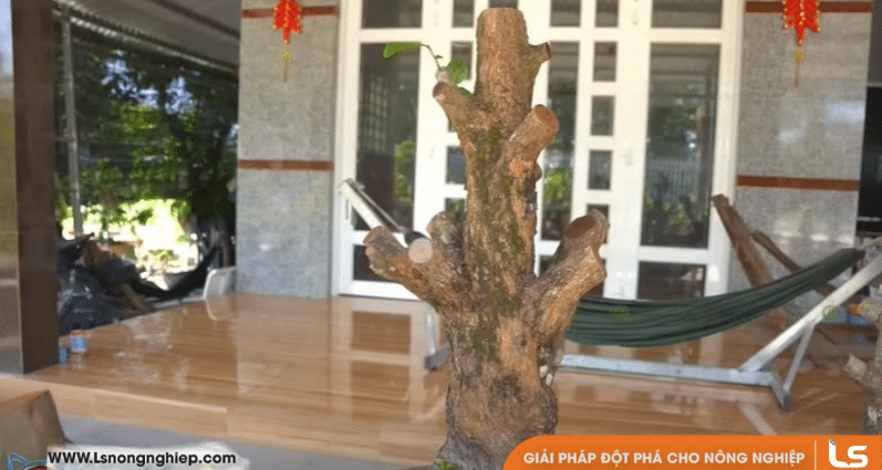 chọn cây phôi mai vàng khỏe để dễ sống