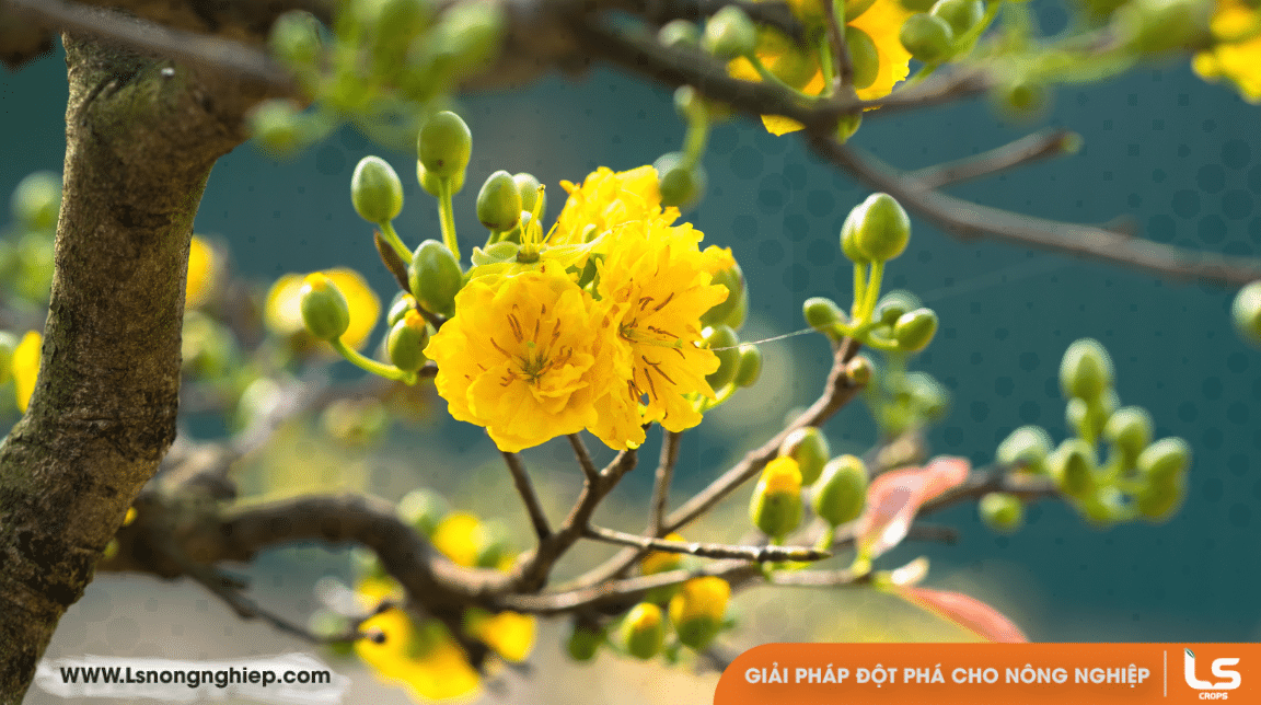 kỹ thuật xả tàn mai vàng