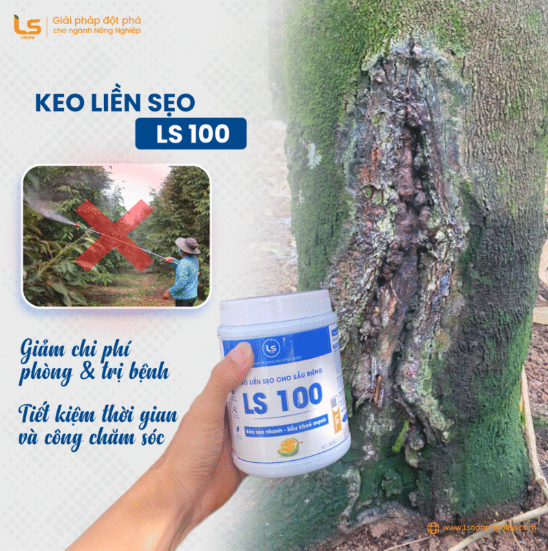 giảm chi phí phòng và trị bệnh khi dùng keo LS100 bảo vệ vết thương sầu riêng