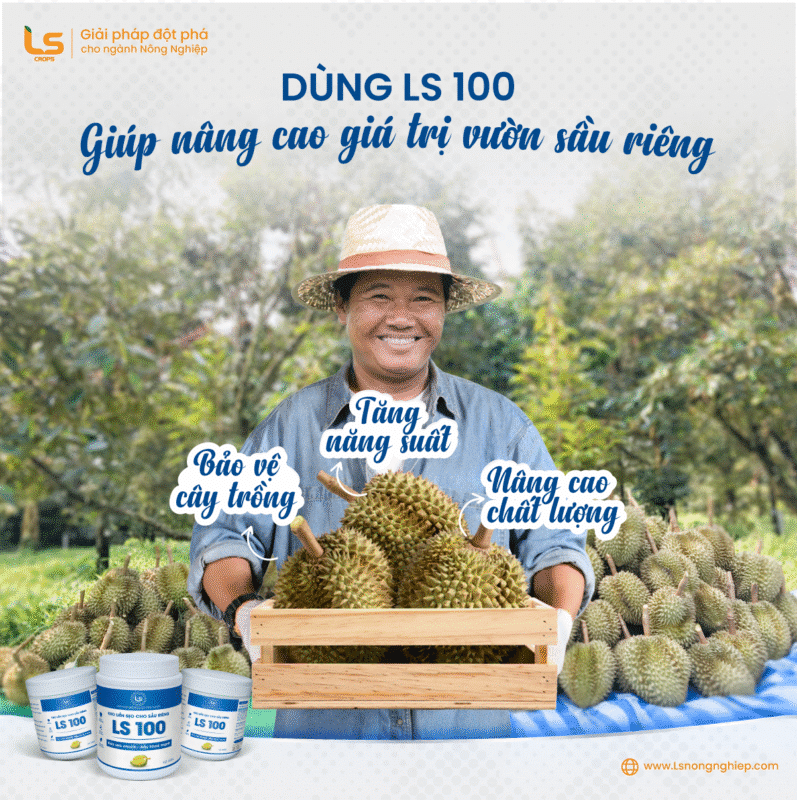 keo LS100 giúp nâng cao giá trị thương phẩm cây sầu riêng