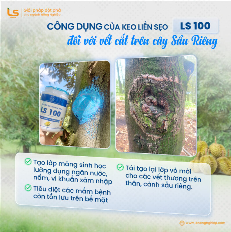Công dụng của keo liền sẹo ls100 đối với vết cắt sầu riêng
