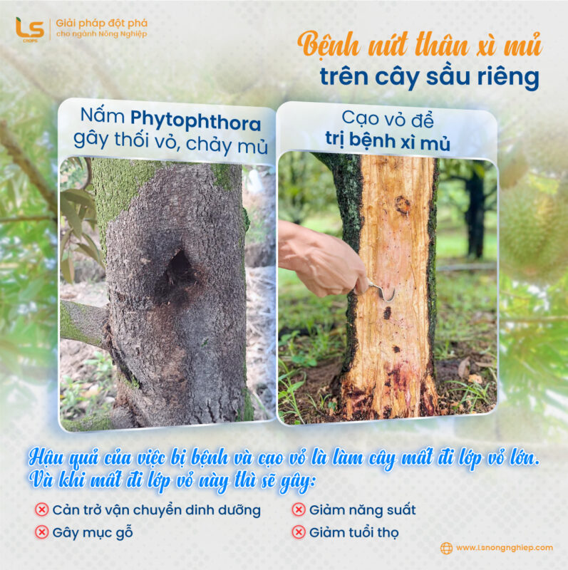 bệnh nứt thân xì mủ cây sầu riêng