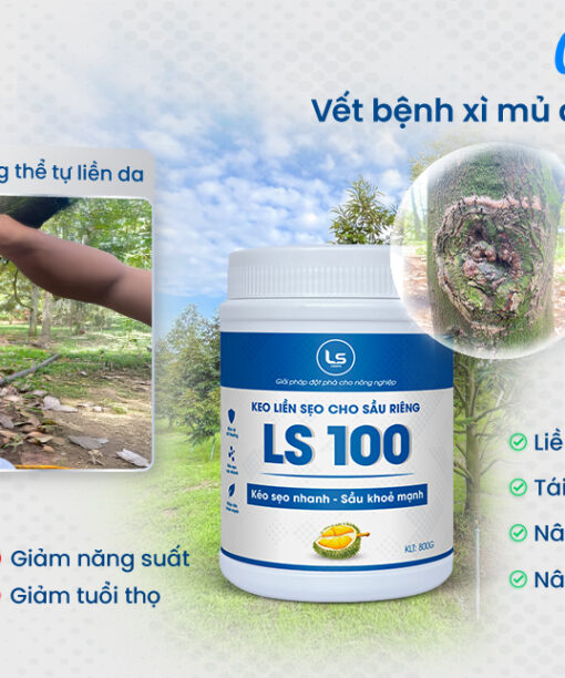 vết thương sau khi xử lý sạch bệnh nứt thân xì mủ cần được liền da