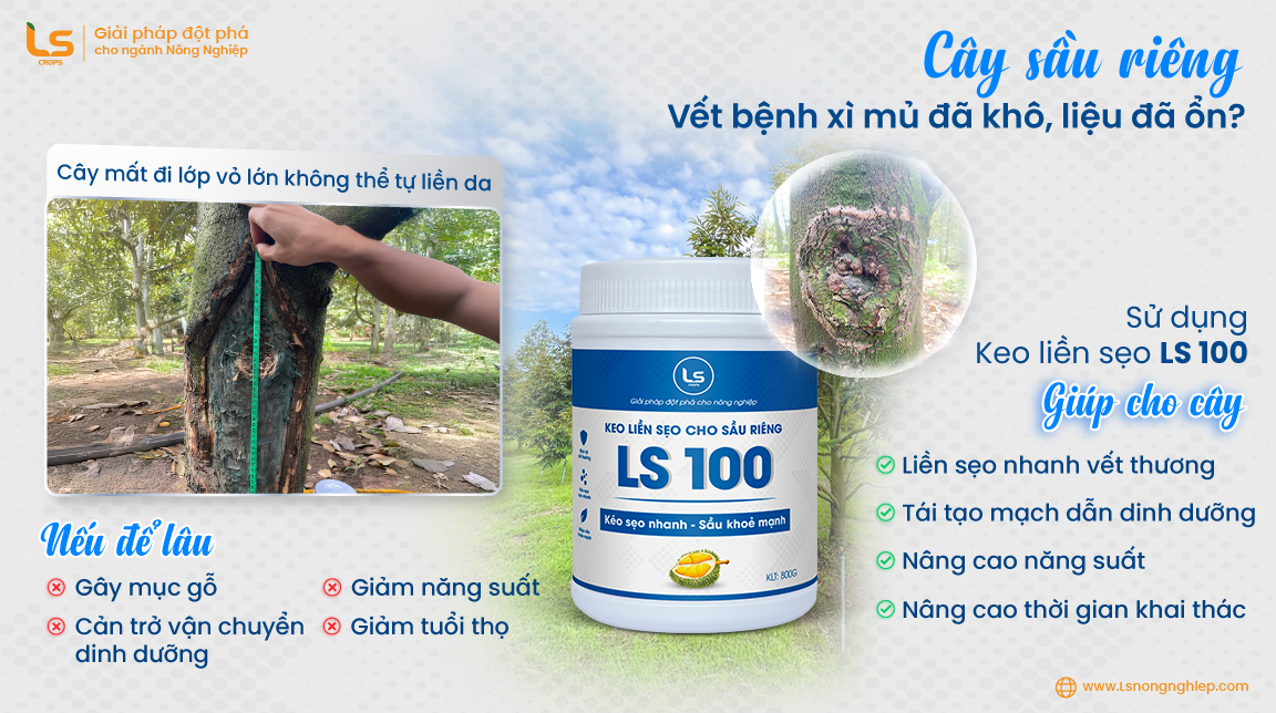 vết thương sau khi xử lý sạch bệnh nứt thân xì mủ cần được liền da